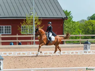 hästar Dressyrhäst sökes för lån – utbildning & tävling - Annons 3