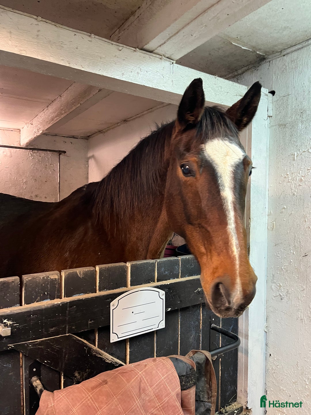 Hoppning hästar till salu: Perfekt pensionärsridhäst i Örebro - Annons 3