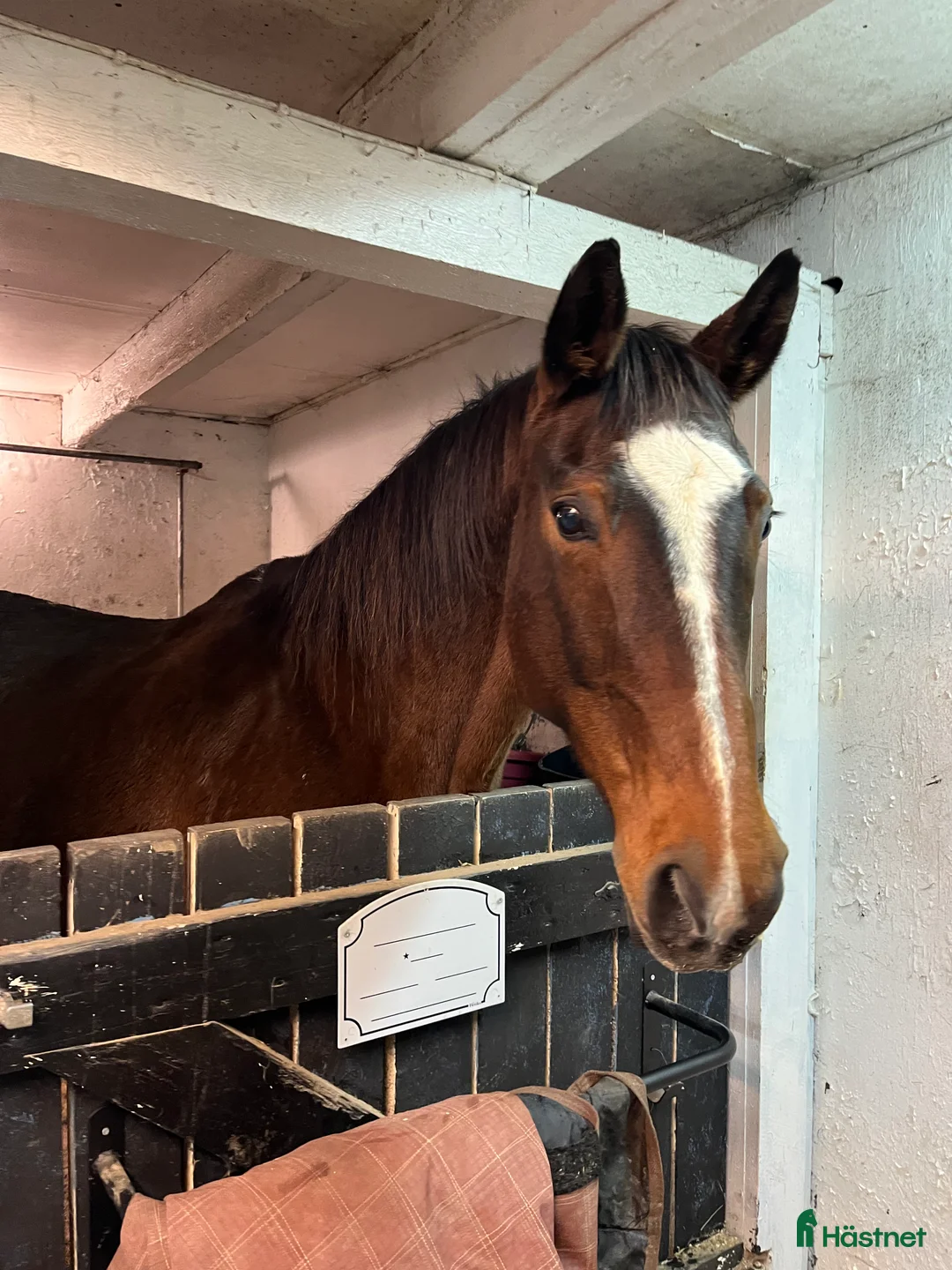 Hoppning hästar till salu: Perfekt pensionärsridhäst i Örebro - Annons 3