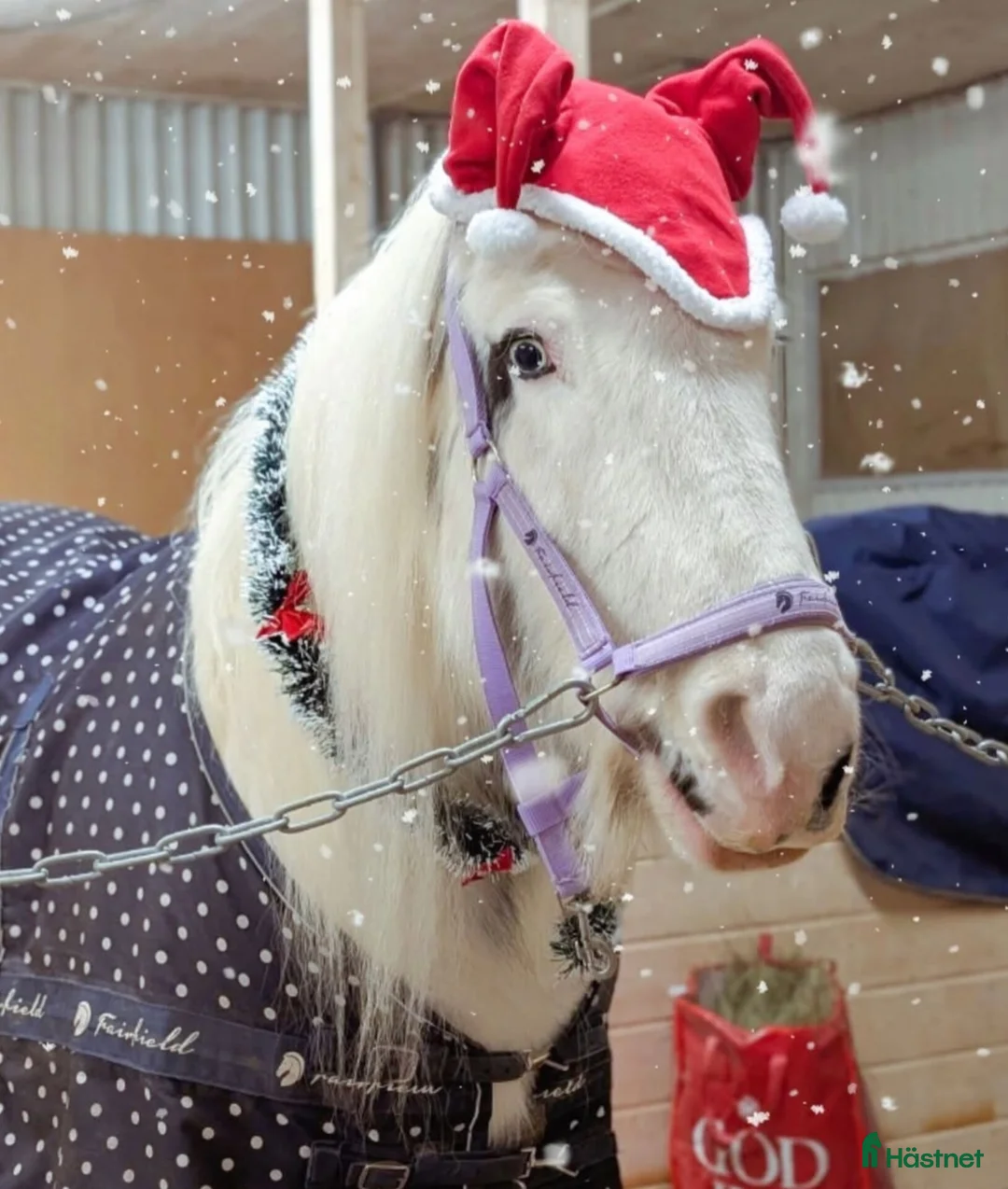 Allround hästar till salu: Världens bästa Esther  - Annons 2