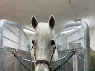 hästservice Rehabstall i Nyköping - Annons 6