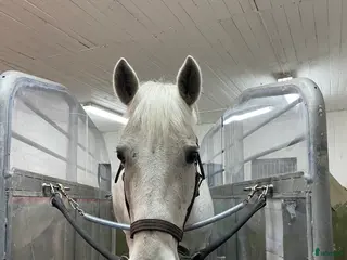 hästservice finnes: Rehabstall i Nyköping - Annons 2