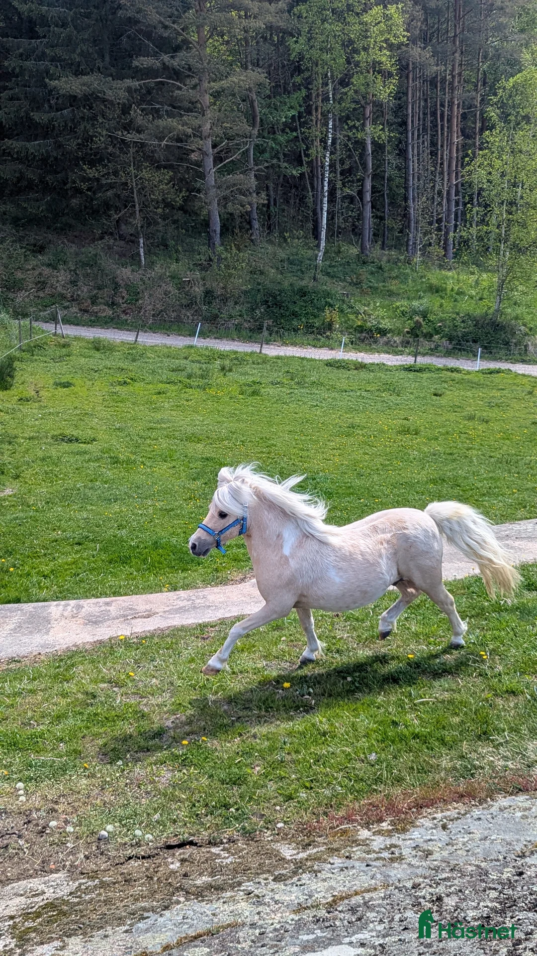 Sällskap hästar till salu: Amerikansk Miniatyr  - Annons 2