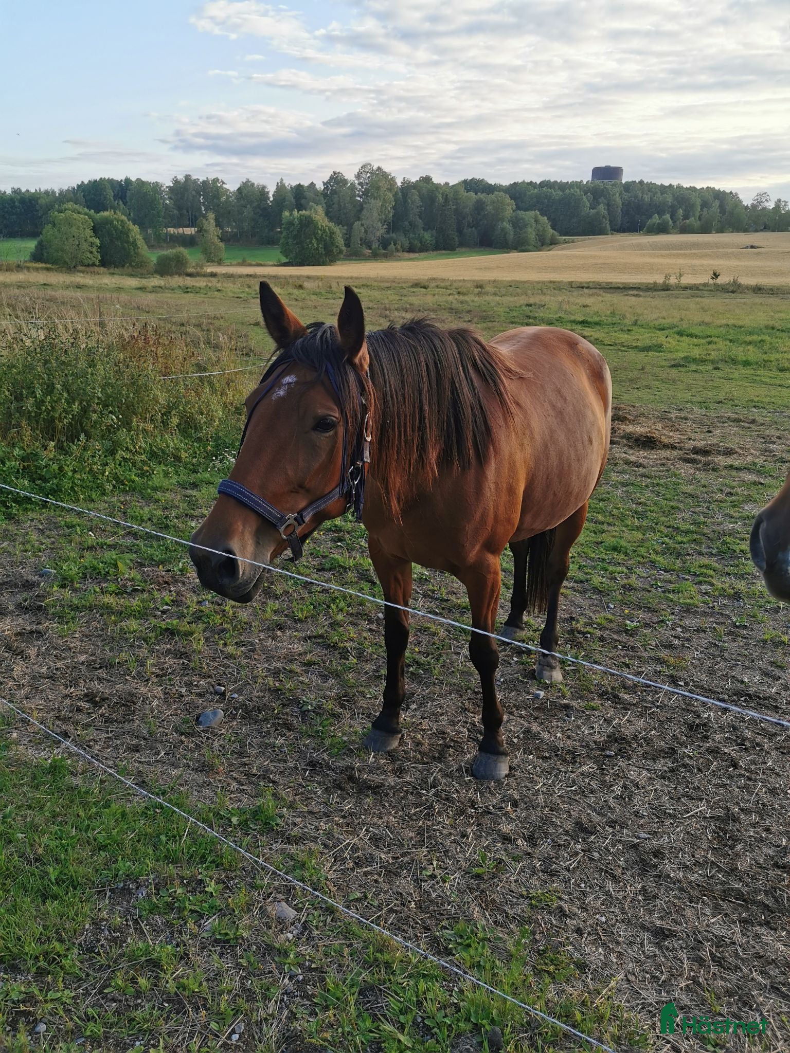  hästar Trevligt travarsto - Annons 3