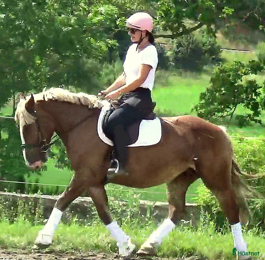 Allround hästar till salu: Sweet Blonde Lady for everybody i Örsundsbro - Bild 5