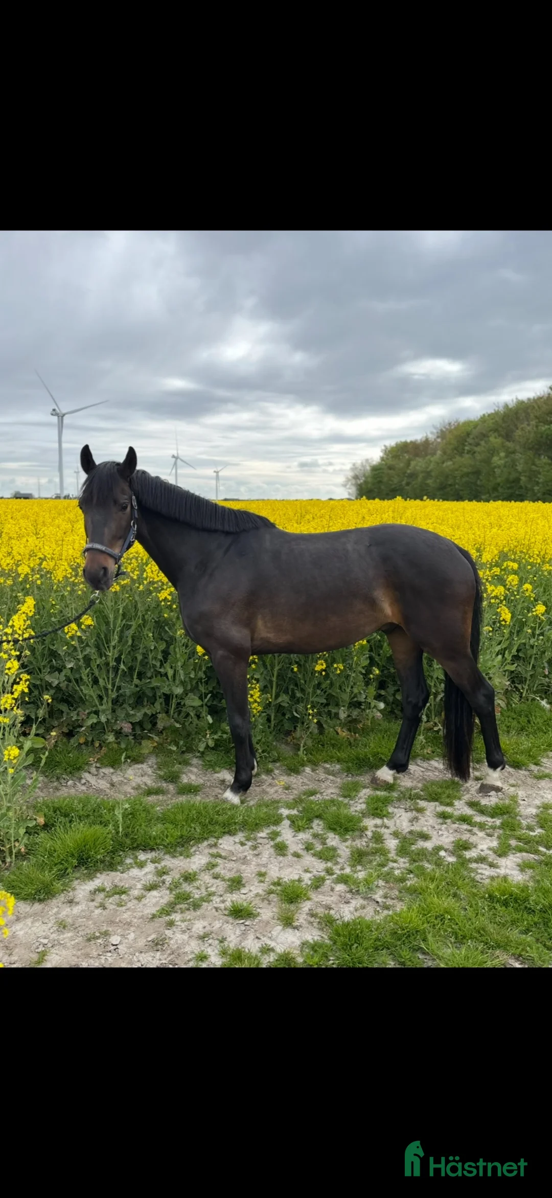 Dressyr hästar till salu: 4 års hest tilsalg  - Annons 2