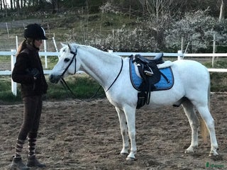foderhäst Ridlektioner för barn i Västra Frölunda - Annons 10