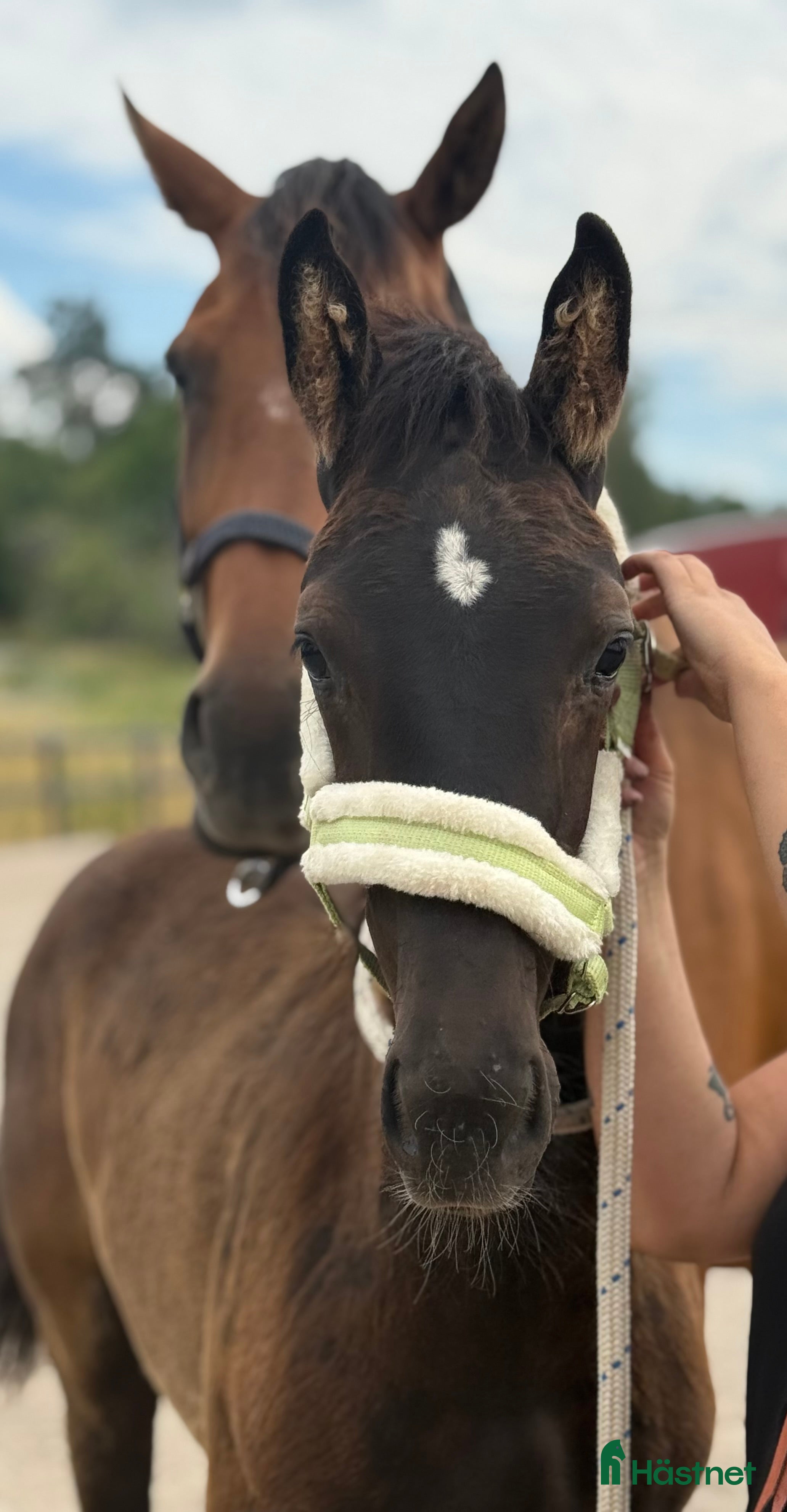  hästar Tillfälle! Elegant skyline avkomma till bra pris - Annons 8