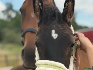 hästar Tillfälle! Elegant skyline avkomma till bra pris - Annons 8