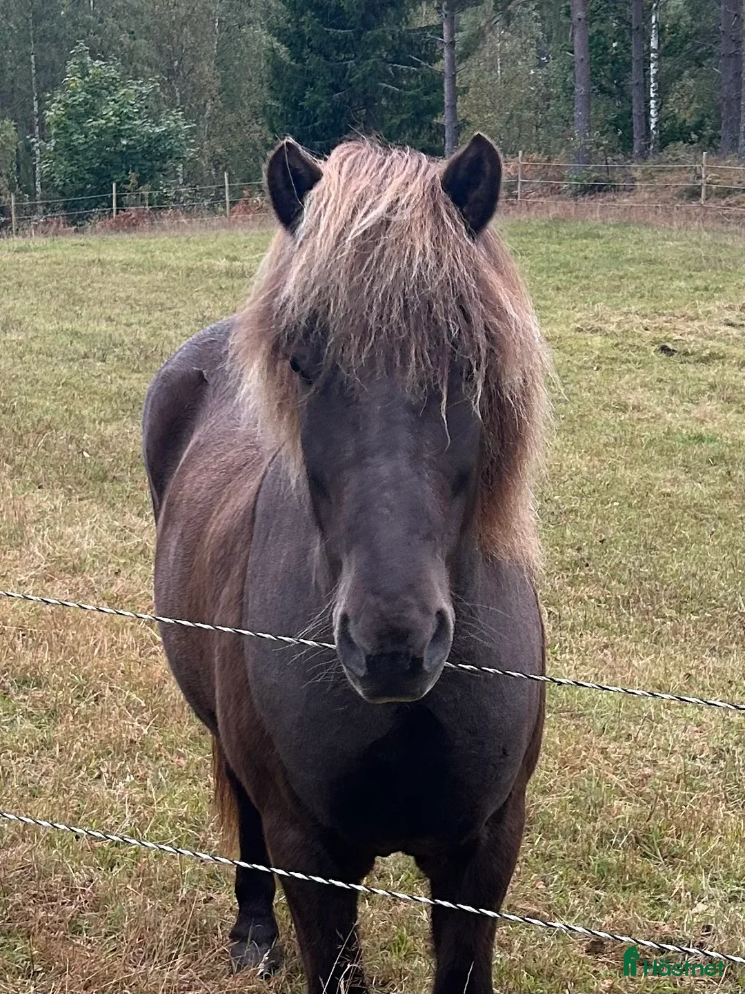 Island hästar till salu: Valack 13 år - Annons 1