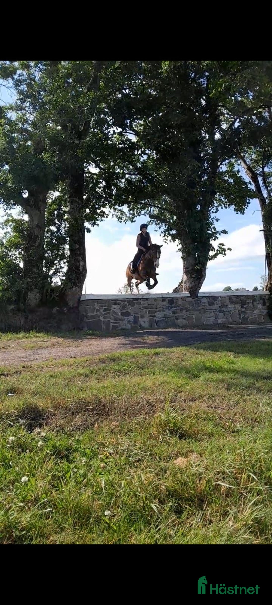 Hoppning hästar till salu: Welsh gelding 140cm i Ljungby - Annons 9