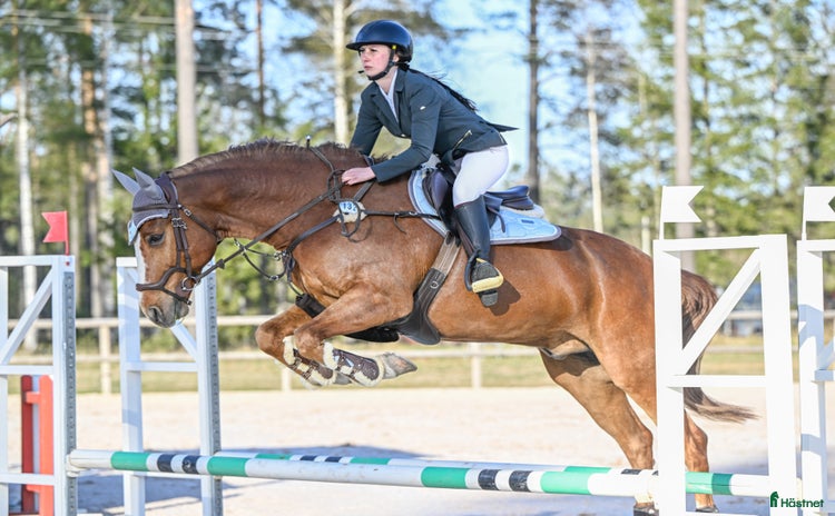  hästar i Södertälje - Annons 3