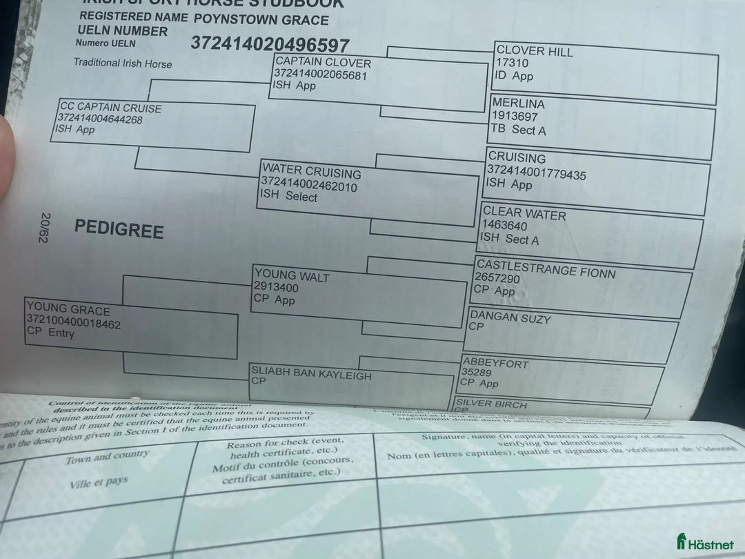 Hoppning hästar till salu: 7yr old 148 by Captain Cruise! - Annons 7