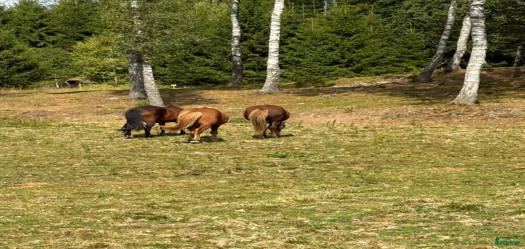 Galleribild {{count}}