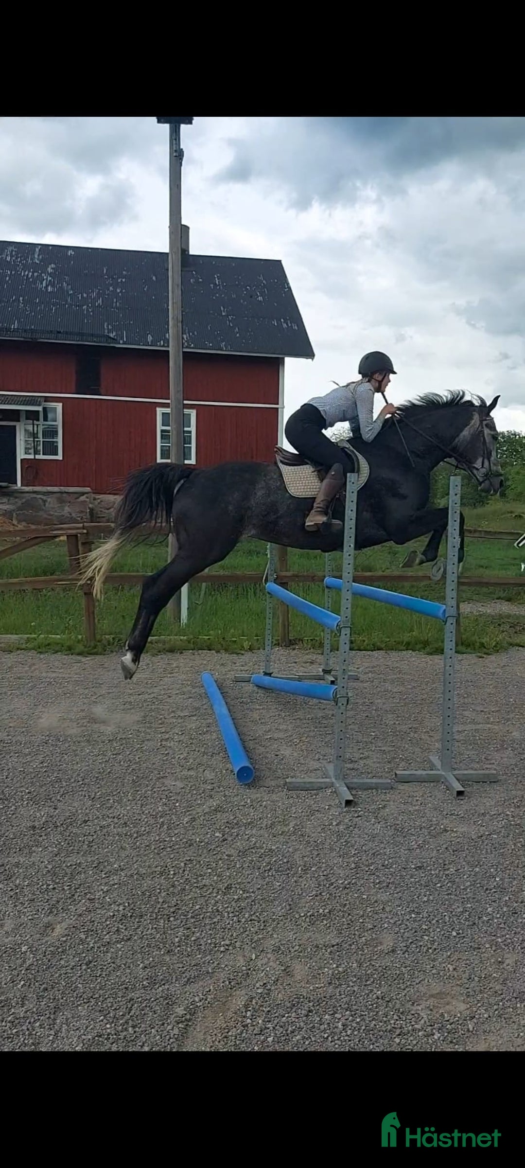 Hoppning hästar till salu: Ståtlig smidig valack med fantastisk lynne 175 cm i Norrtälje - Bild 5