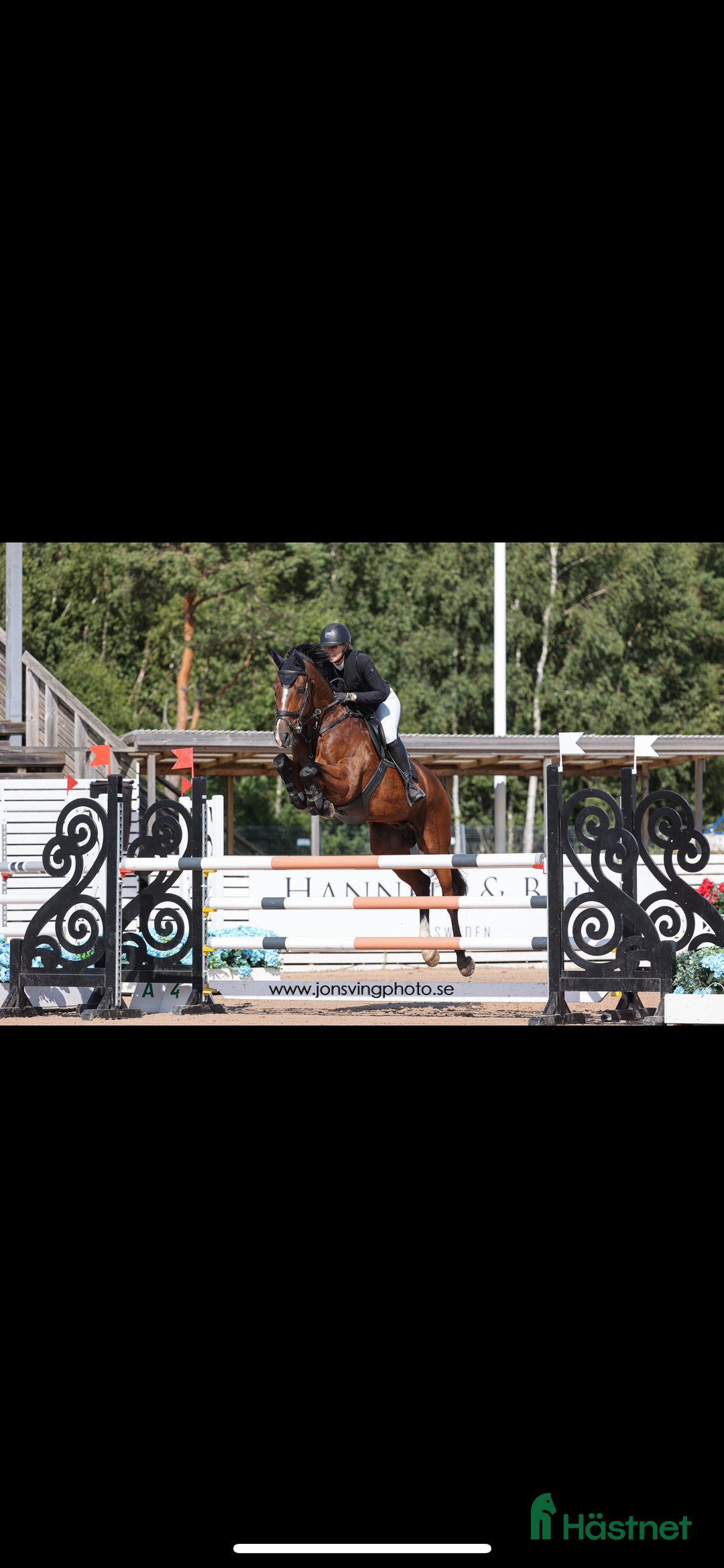 Hoppning hästar till salu: En bästavän och läromästare i Jonsered - Annons 4