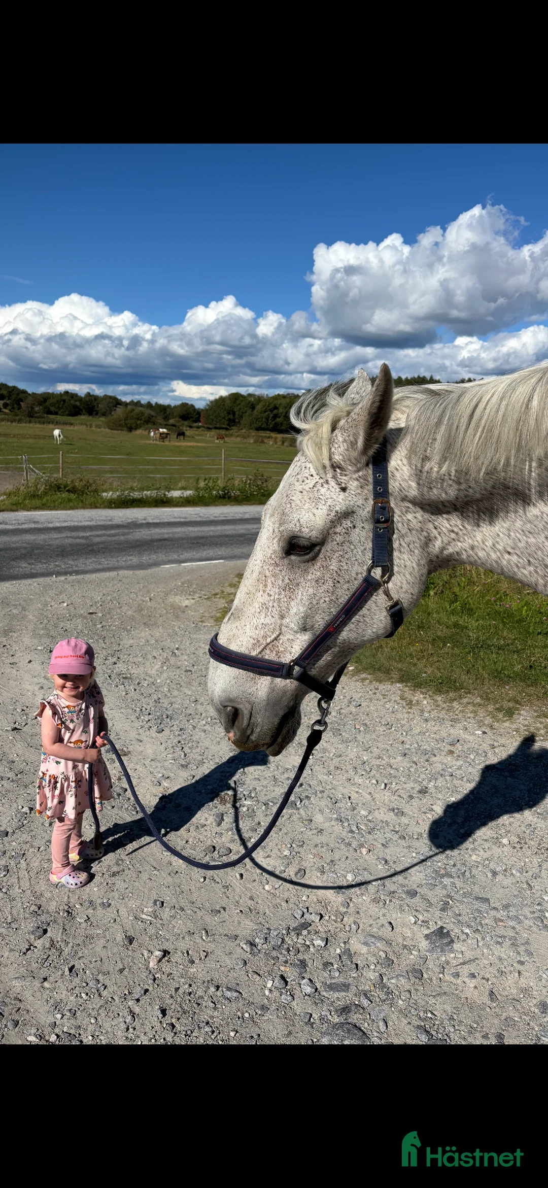  foderhäst finnes: Trevligt äldre halvblod på foder i Mölndal - Annons 6
