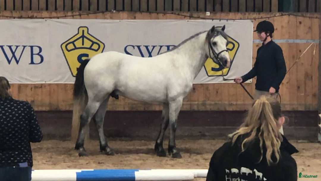 Allround hästar till salu: Lovande 3-åring i Förslöv - Annons 2