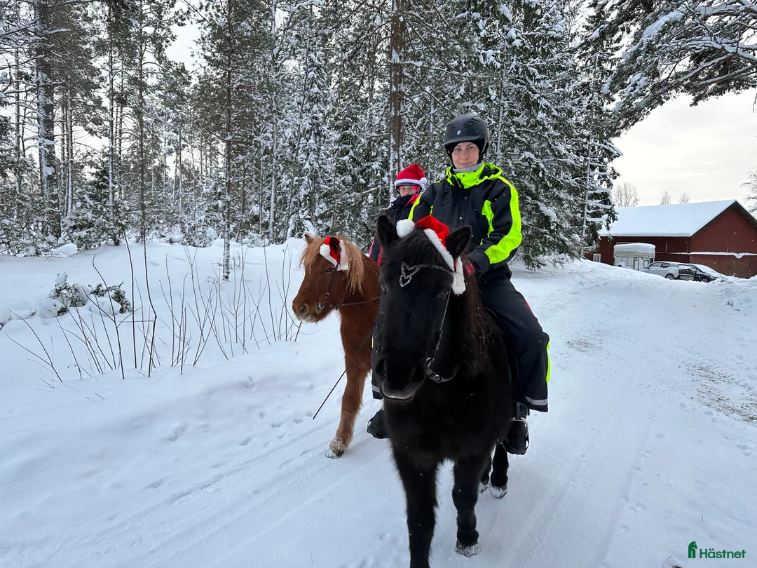 Island hästar till salu: Intressekoll i Knutby - Annons 11