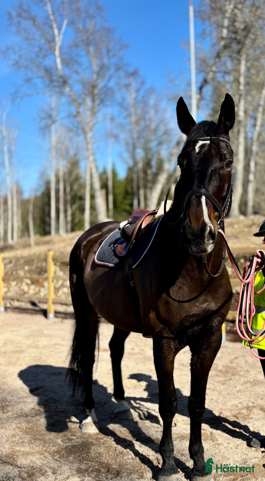  hästar 💥KRUTPAKET TILL DEN SATSANDE💥 - Annons 1