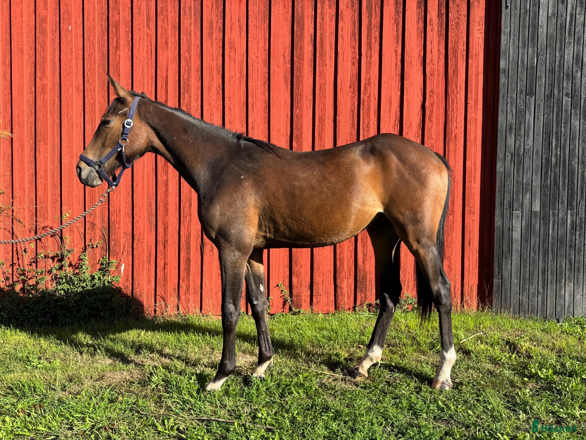  hästar Charmig åring - Annons 14