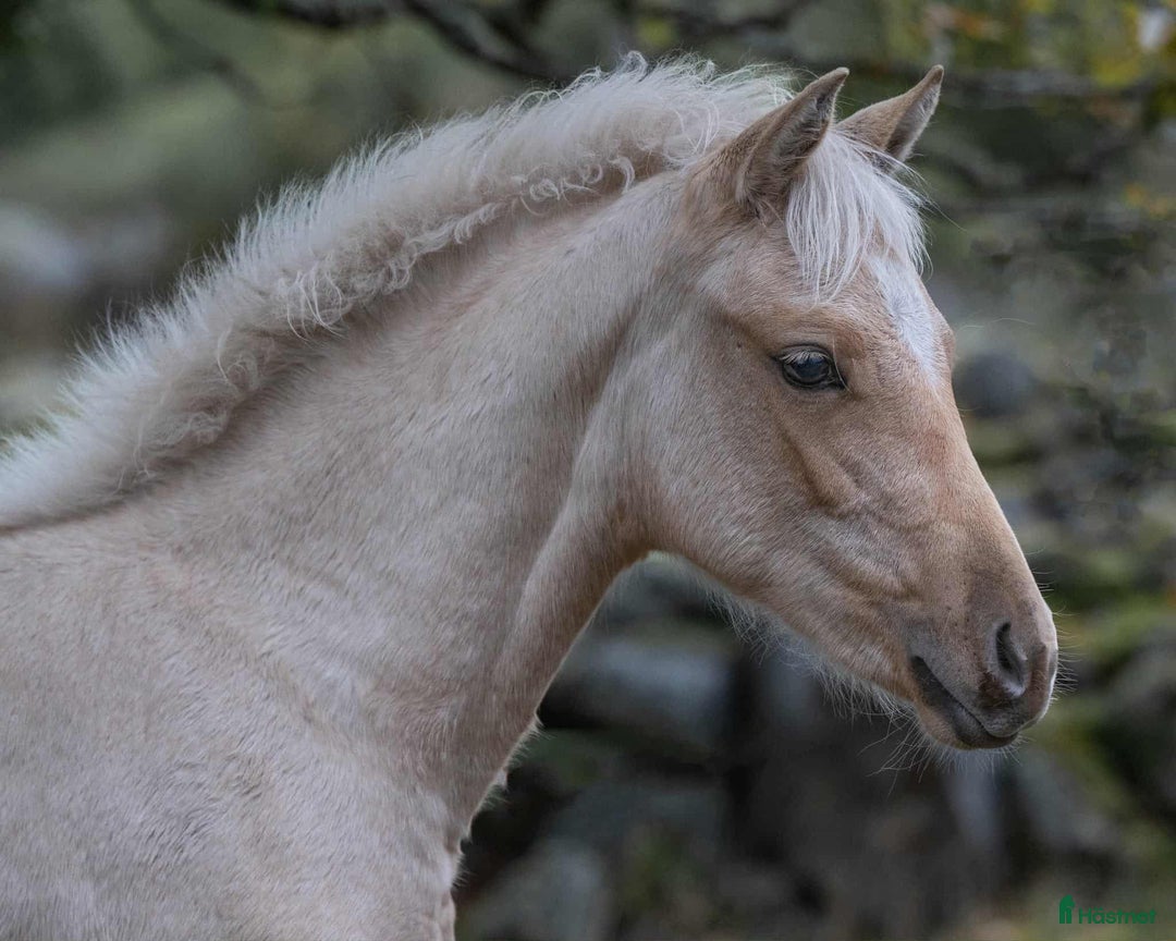 Dressyr hästar till salu: Vackert stoföl  i Braås - Annons 4