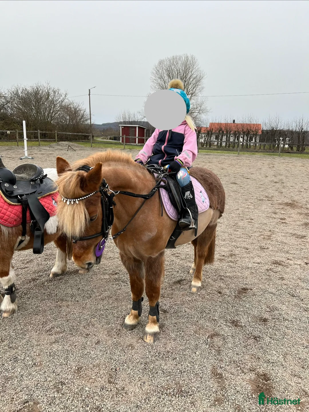 Allround hästar till salu: Underbar barnponny i Kristianstad - Annons 2