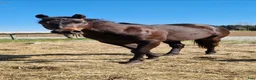 Western hästar till salu: Cowhorse ämne - Annons 2
