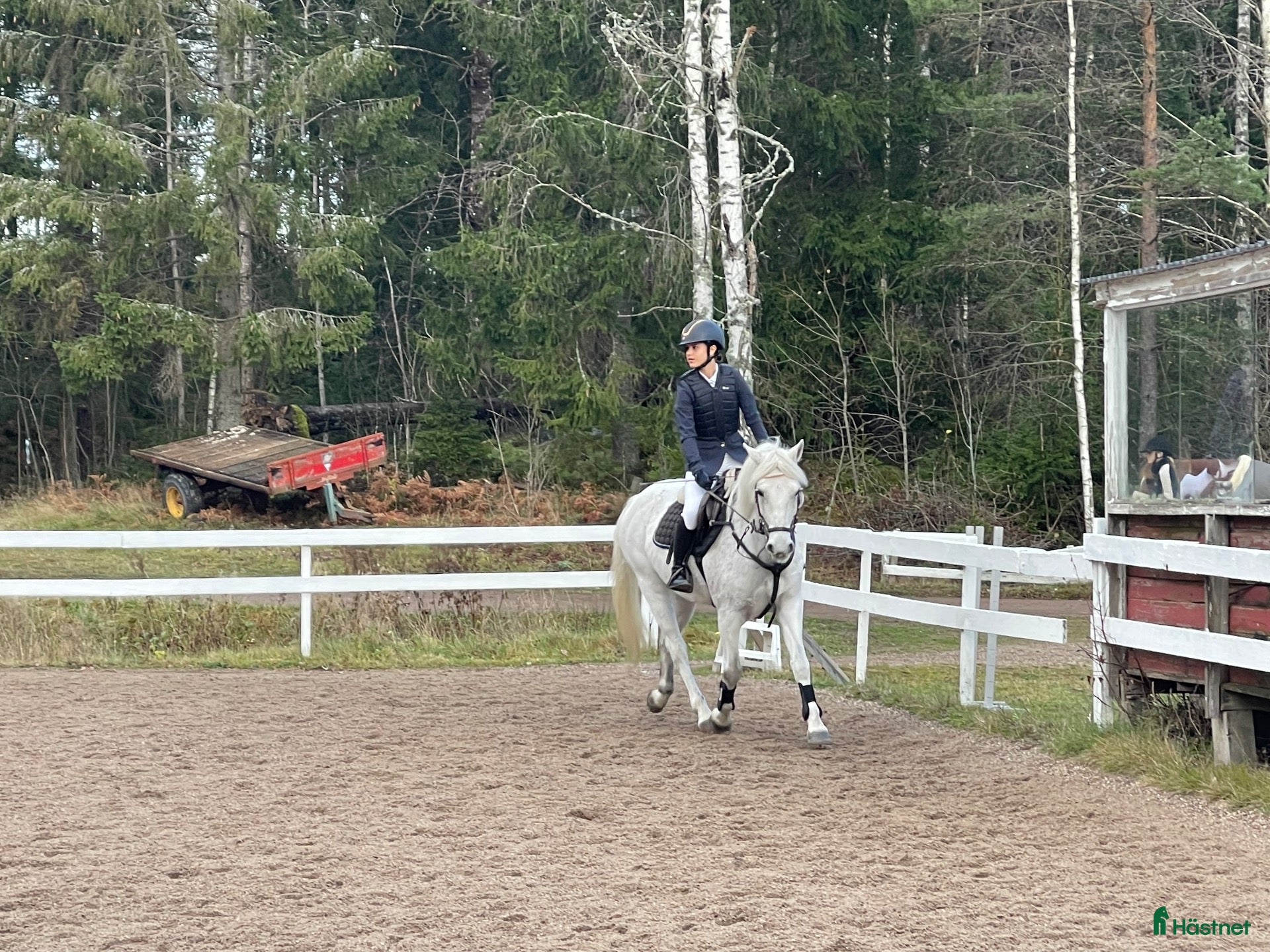  hästar Fin och trevlig allroundponny - Annons 1