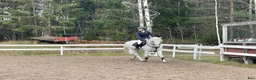 Allround hästar till salu: Fin och trevlig allroundponny - Annons 1