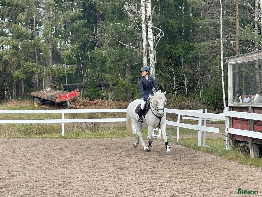 Allround hästar till salu: Fin och trevlig allroundponny - Annons 1