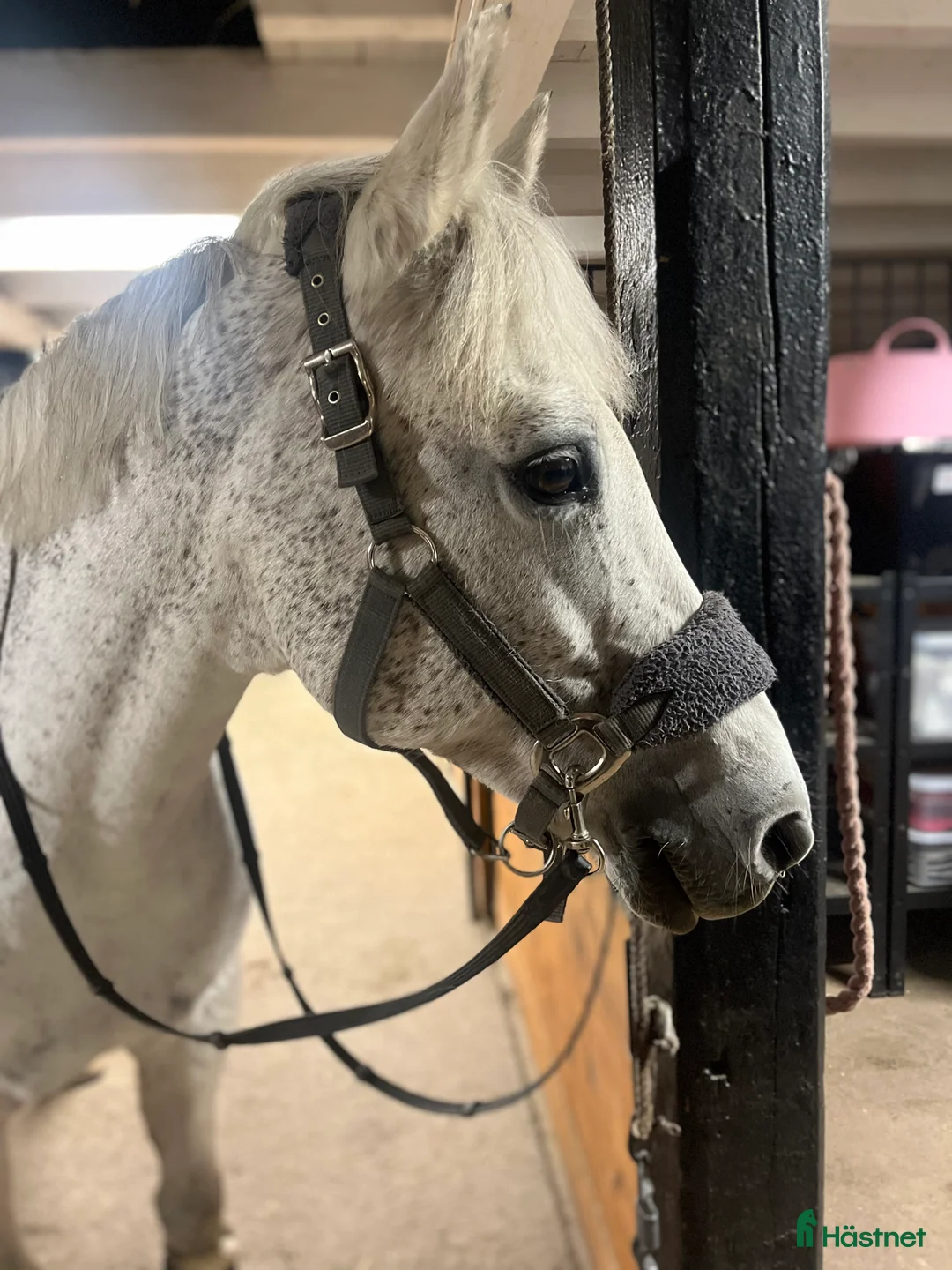 Allround hästar till salu: RESERVERAD one in a lifetime ponny - Annons 5