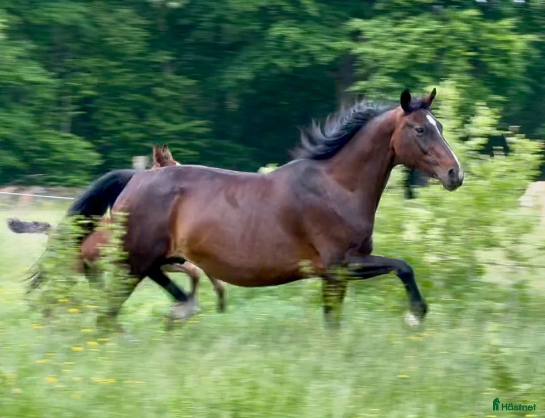 Allround hästar till salu: Superfin, till tävling och hobby! - Annons 20