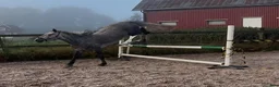 Allround hästar till salu: Bästa vän/verksamhet - Annons 1