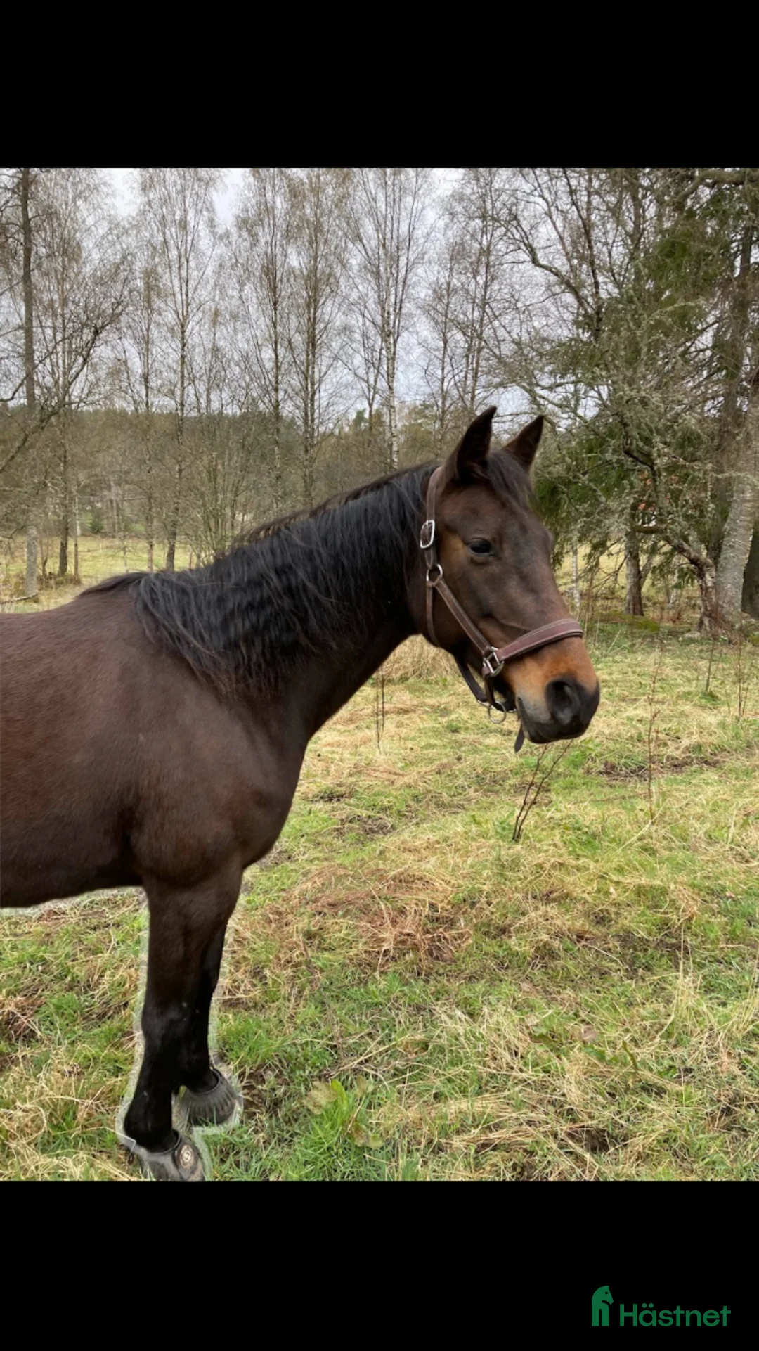 Allround hästar till salu: Fina Ella - Annons 4