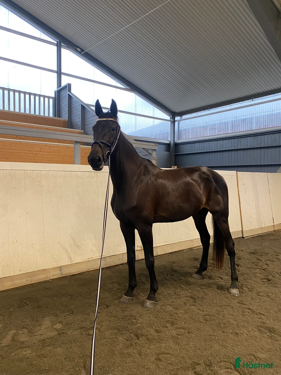 Övrigt hästar till salu: INTRESSEKOLL i Nora - Annons 1