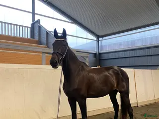 hästar INTRESSEKOLL i Nora - Annons 2