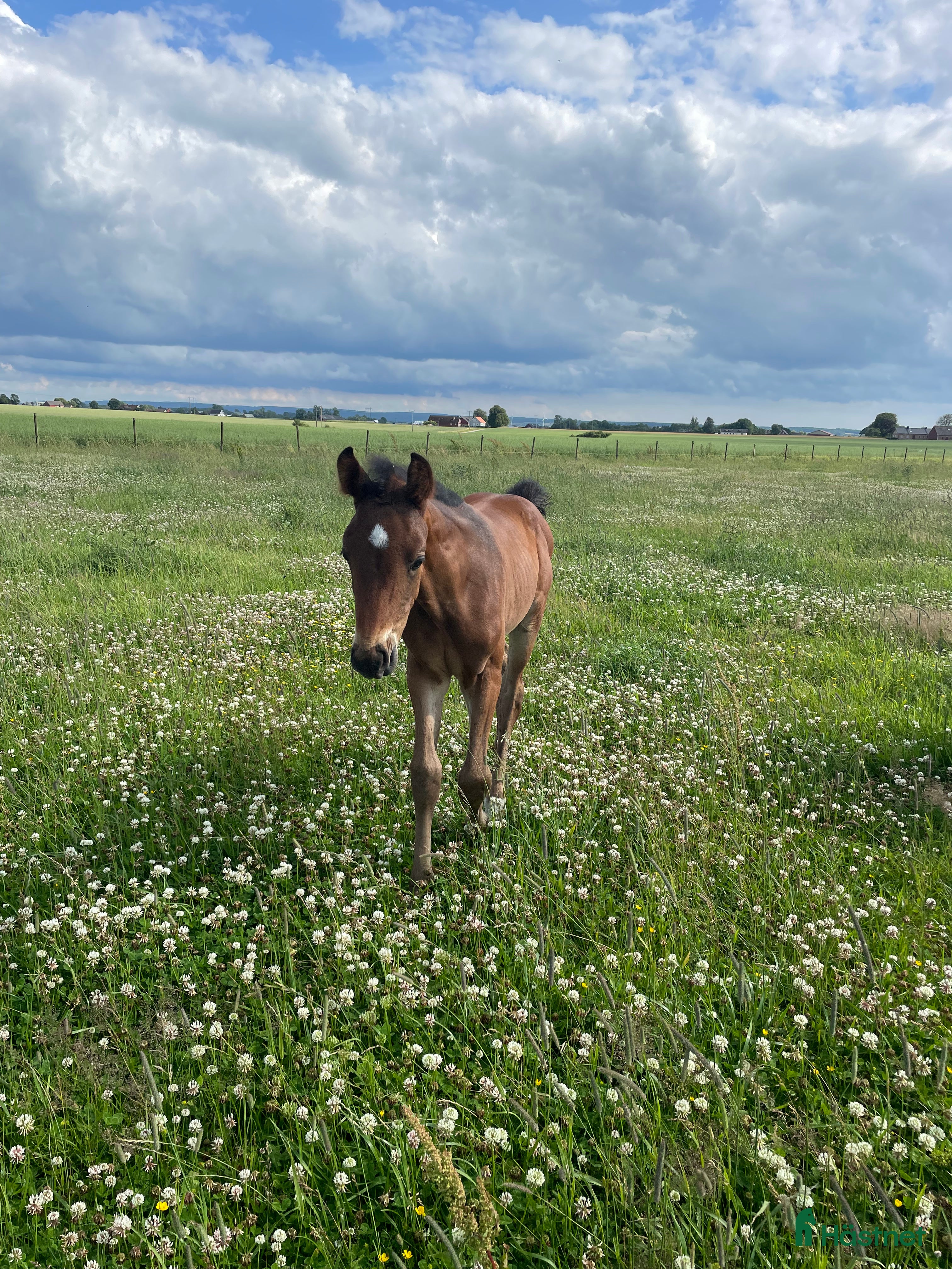  hästar Hingstföl efter Hesselhöj Donkey Boy i Ängelholm - Annons 13