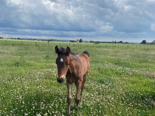 Dressyr hästar till salu: Hingstföl efter Hesselhöj Donkey Boy i Ängelholm - Annons 2