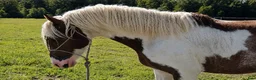 Allround hästar till salu: Mycket vacker american curly i Ullared - Annons 3