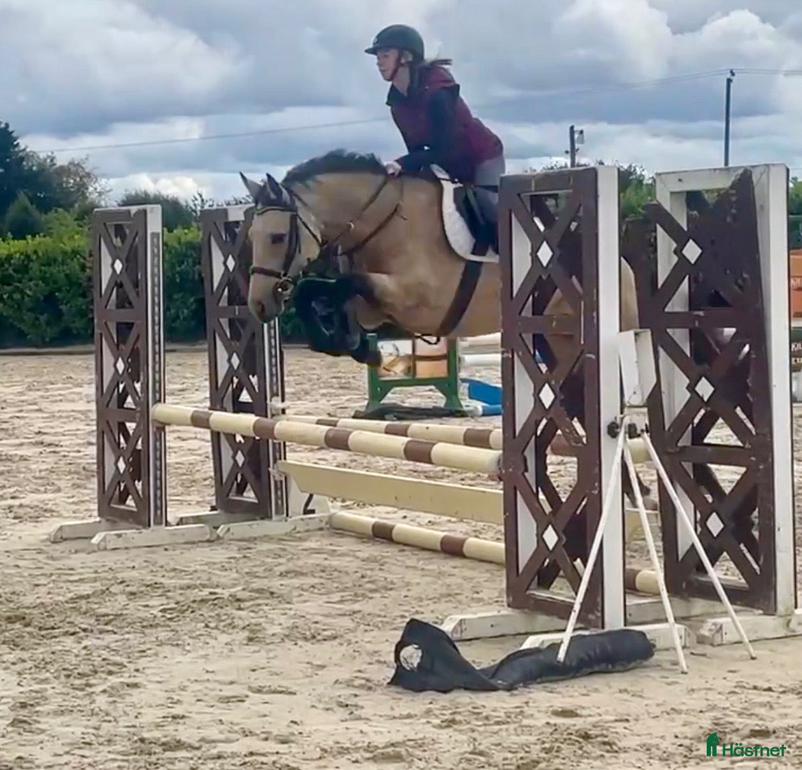  hästar 5yr old 148 Connemara mare, record to 1m - Annons 1