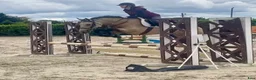 Hoppning hästar till salu: 5yr old 148 Connemara mare, record to 1m i Stockholm - Annons 1