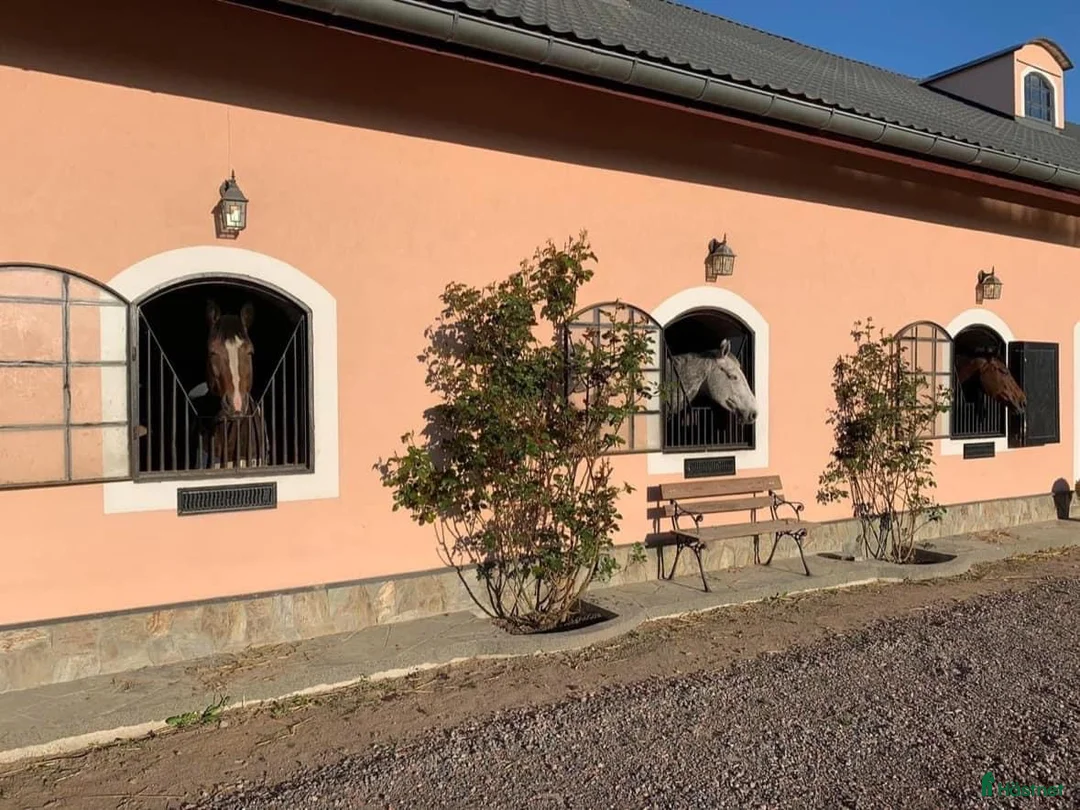  hästjobb finnes: Praktikplats - plats finns fr o m v 15 - Annons 2