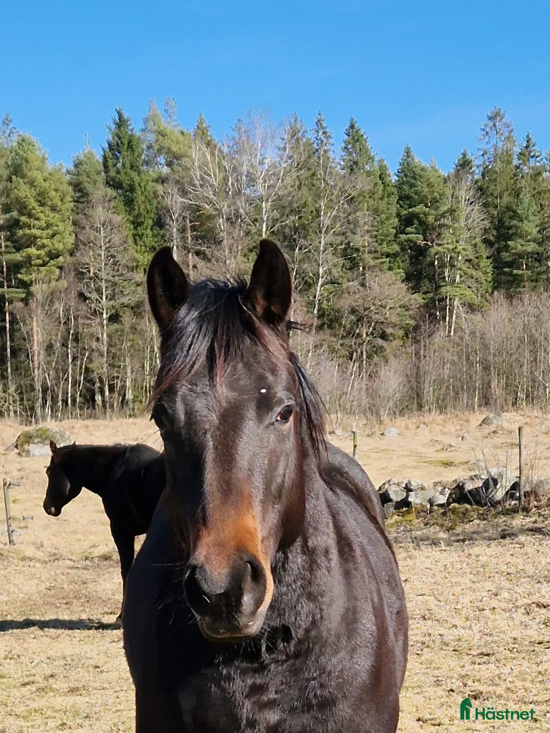 Western hästar till salu: Cowhorse ämne - Annons 2