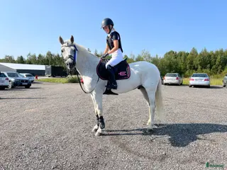 hästar Välutbildad D-ponny söker sin nästa ryttare✨ - Annons 9