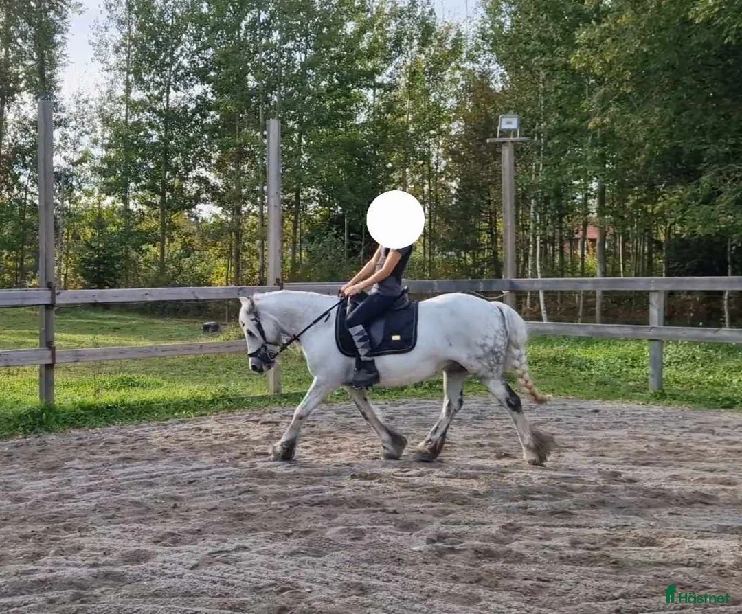 Allround hästar till salu: Unikt tillfälle! Sveriges högst bedömda Fellponny - Annons 2