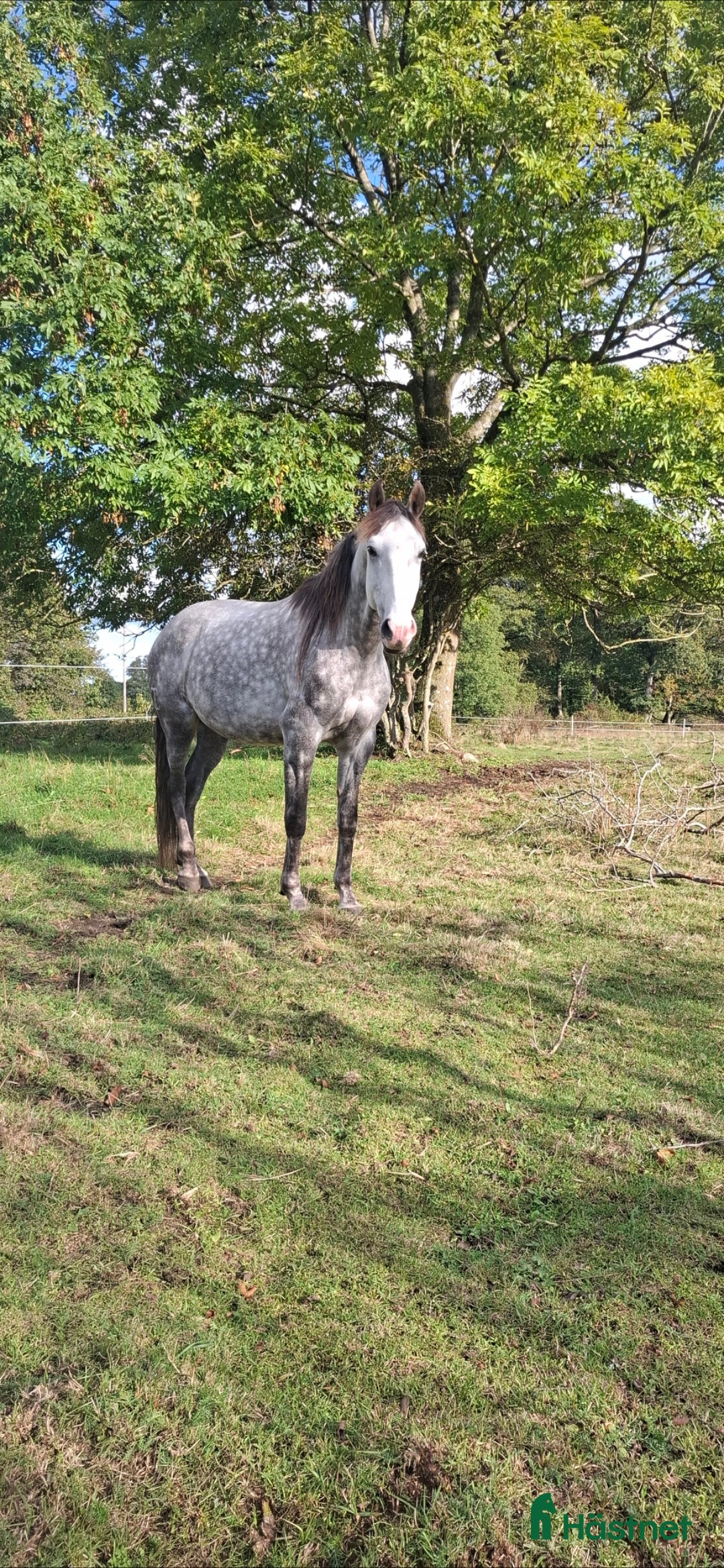 Allround hästar till salu: Lovande valack i Brösarp - Annons 2