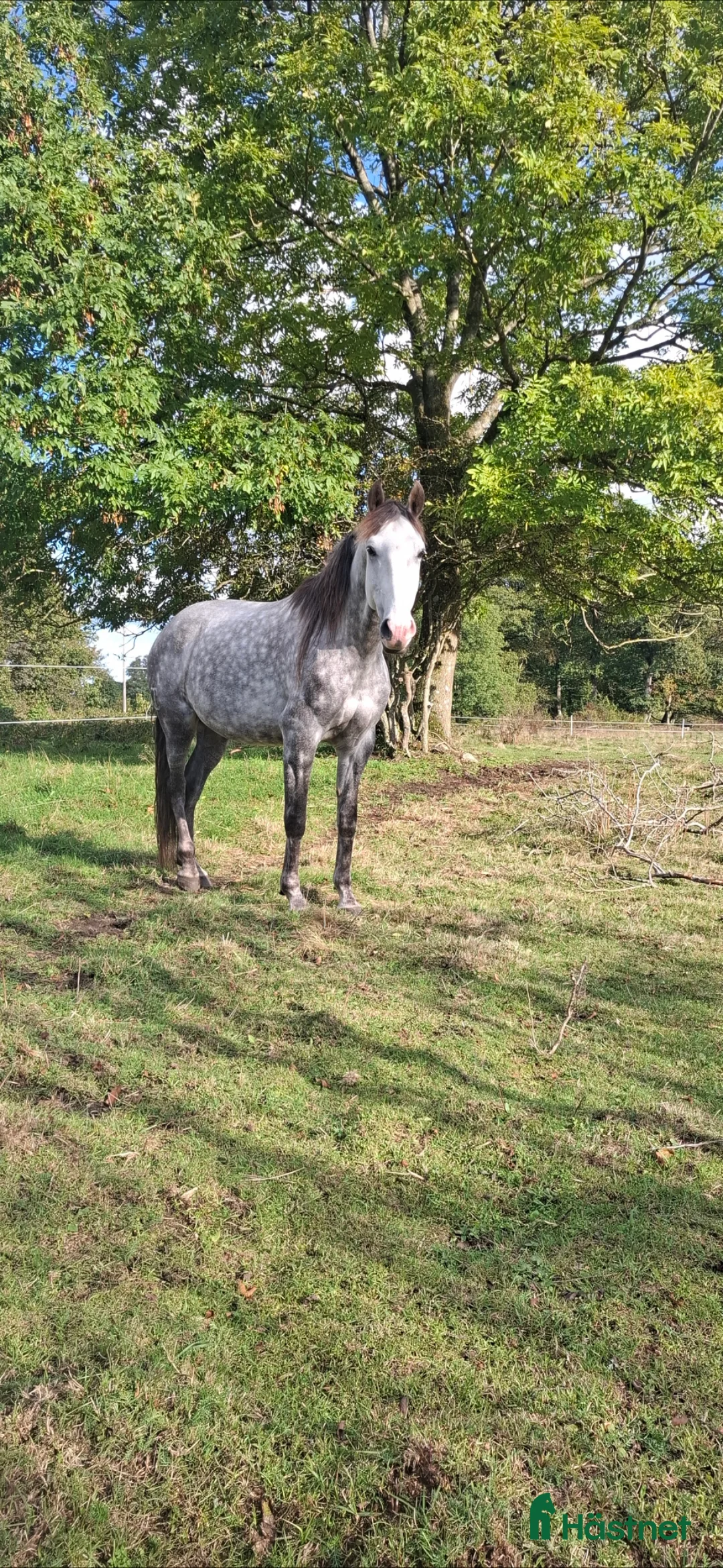 Allround hästar till salu: Lovande valack i Brösarp - Annons 2