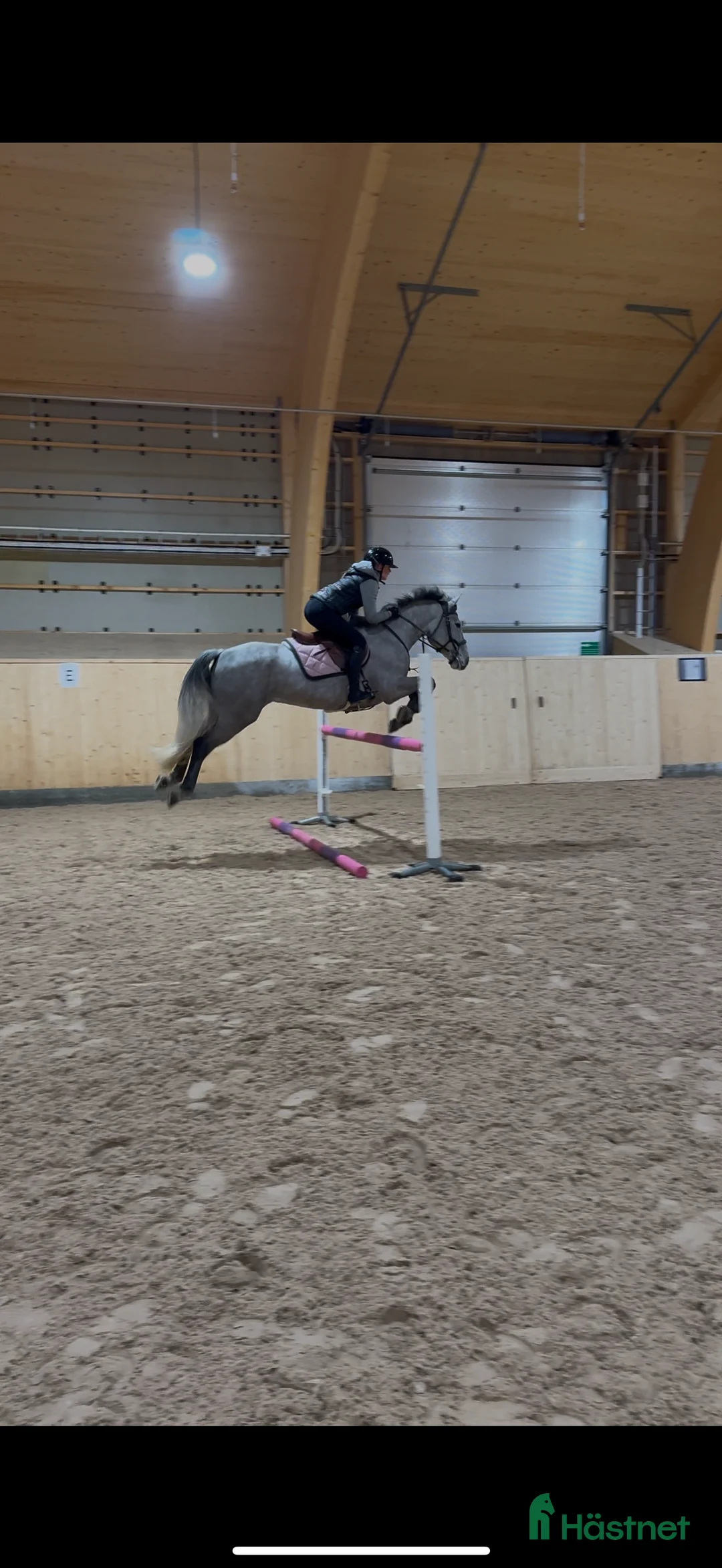 Hoppning hästar till salu: Ponny med kapacitet  i Borlänge - Annons 2