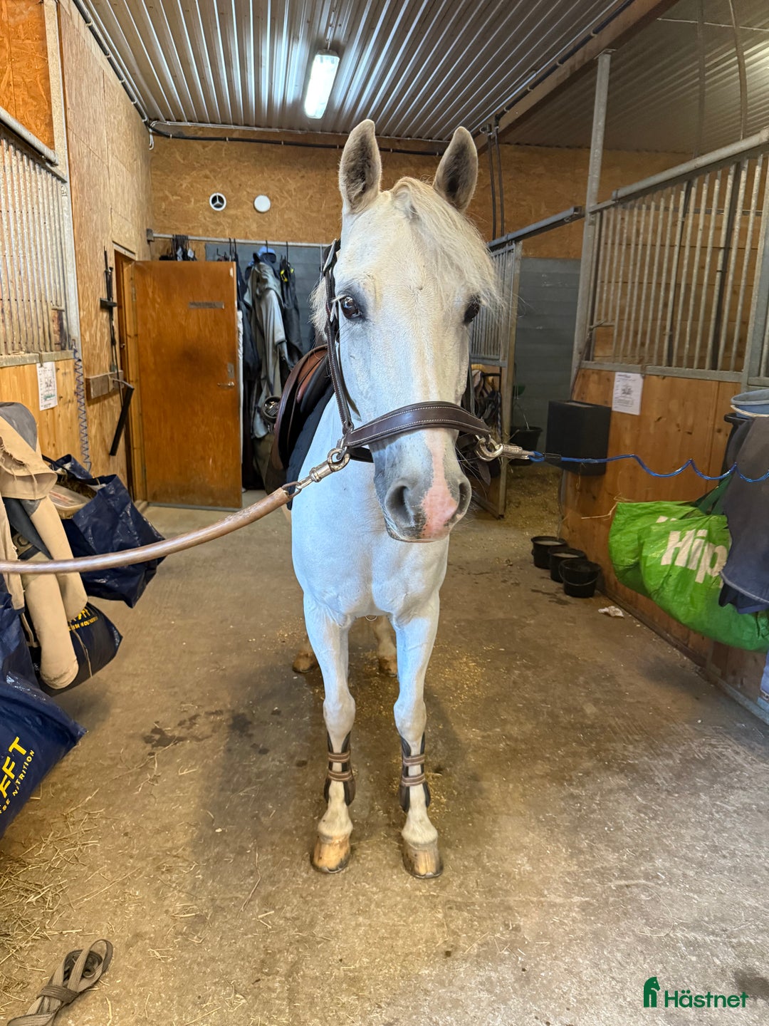 Dressyr hästar till salu: Drömponny för den lilla ryttaren i Norrköping - Annons 3